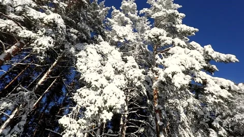 Bright blue sky and trees in the snow on a winter frosty day Stock Footage 145302399