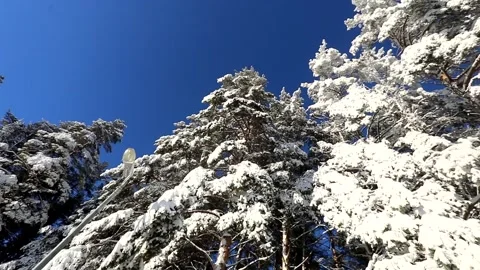 Bright blue sky and trees in the snow on a winter frosty day Stock Footage 145302411