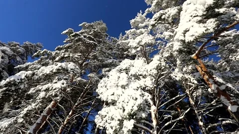 Bright blue sky and trees in the snow on a winter frosty day Stock Footage 145302416
