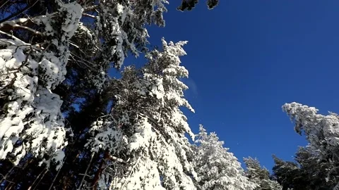 Bright blue sky and trees in the snow on a winter frosty day Video stock 145302423