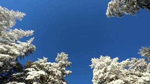 Bright blue sky and trees in the snow on a winter frosty day Video stock 145302432