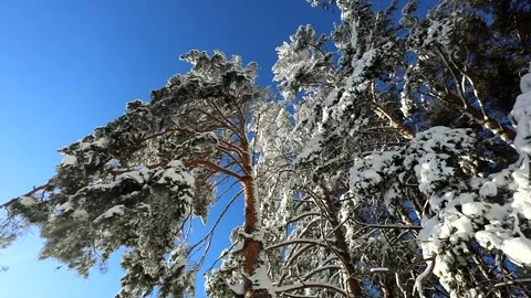 Bright blue sky and trees in the snow on a winter frosty day Stock Footage 145302434