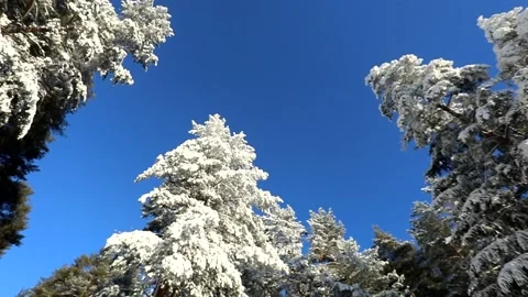 Bright blue sky and trees in the snow on a winter frosty day Stock Footage 145302438