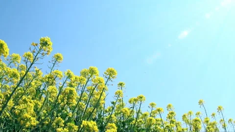 Bright Blue Sky and Wind-Swayed Rapeseed Flowers: Rail Photography Stock-Footage 332024349