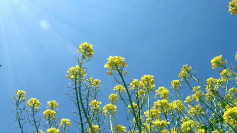 Bright Blue Sky and Wind-Swayed Rapeseed Flowers: Rail Photography Stock-Footage 332024392