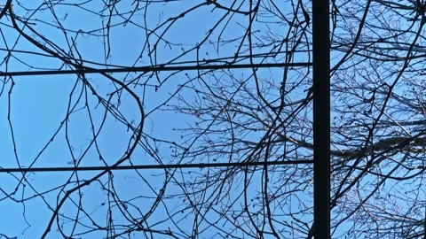 Bright blue sky as a background to geometry of tree branches. Abstract picture. Stock Footage 169747881