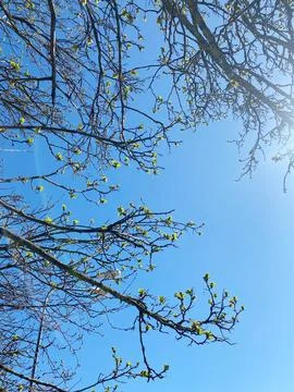 Bright blue sky with budding green leaves on tree branches, showcasing the Stock Photos