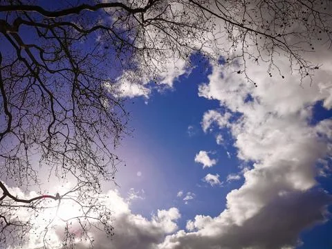 Bright blue sky with clouds, bare tree and sunset lights, background Stock Photos