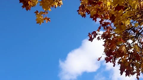 Bright blue sky contrasts with vibrant autumn leaves. Capturing the essence of Stock Footage 289317467