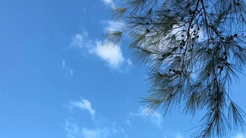 A bright blue sky dominates, adorned with wispy white clouds, with the dark gree 動画素材 314063231