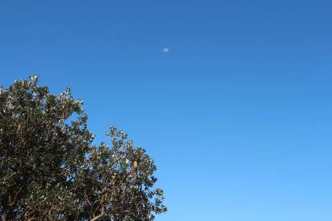 Bright blue sky with a few clouds and a visible moon above lush green folia.. Foto stock
