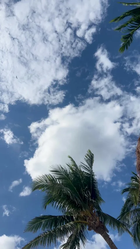 Bright blue sky with fluffy clouds and palm trees swaying in the tropical b.. Stock Footage 296608410