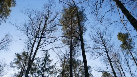 Bright blue sky in the middle of the forest. Stock Footage 125126036