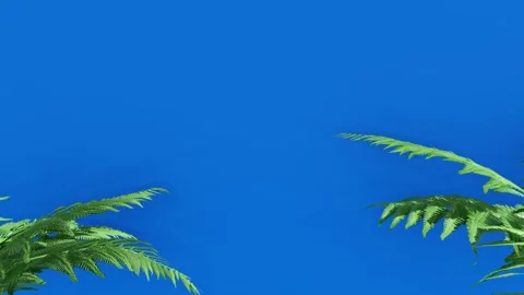 Bright Blue Sky with Palm Leaf Shadows Stock Footage 318956725