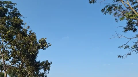Bright blue sky with sparse trees framing the shot Stock Footage 337050213