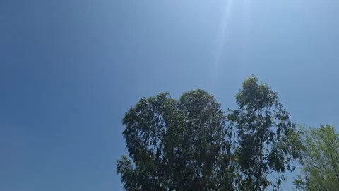 Bright Blue Sky with Sunlight Rays Over Green Trees Nature Background 库存影片 333878954