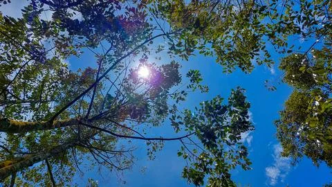 Bright blue sky from under the tree Foto stock