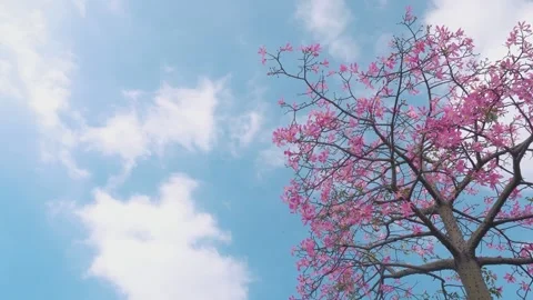 Bright Blue Sky White Clouds and Spring Blossoms in Open Warm Sunshine Stock Footage 341918788