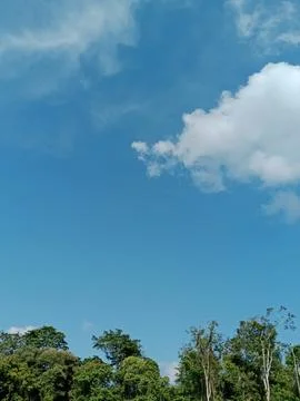 Bright Blue Sky with White Clouds Above Green Trees Stock Photos