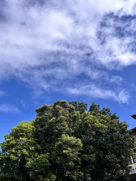 Bright Blue Sky With White Clouds Above Tropical Green Trees Stock Photos