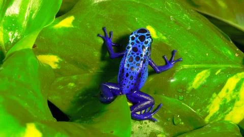 Bright blue toad sits on a leaf Stock Photos