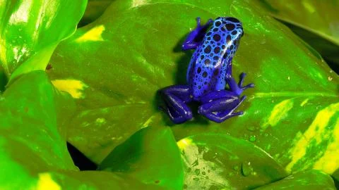 Bright blue toad sits on a leaf Stock Photos