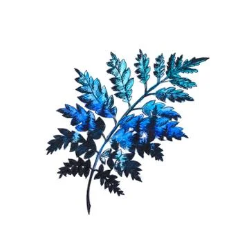 Bright blue twig tree.. Hand-drawn. A watercolor drawing. Close up. Isolated  Stock Illustration