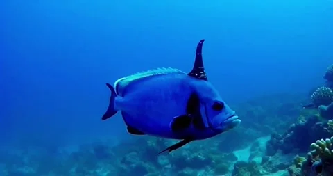Bright blue unicorn fish zig zags on the reef in komodo Stock Footage 280846605