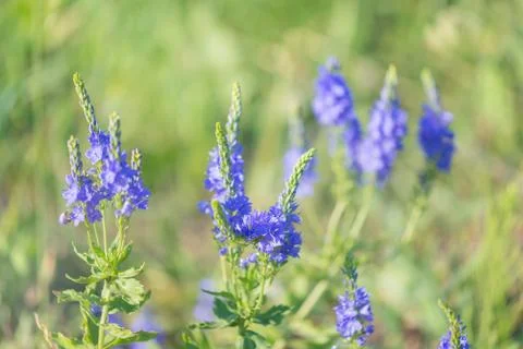 Bright blue wild flowers Stock Photos