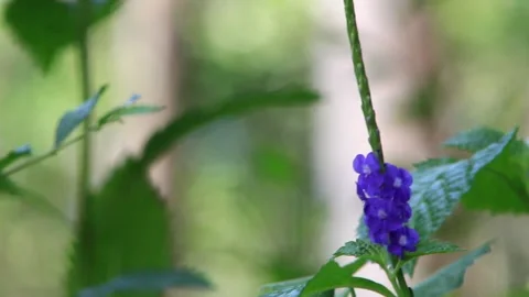 Bright blue wildflower Stock Footage 196682474