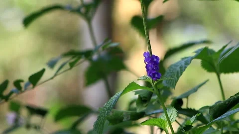 Bright blue wildflower Stock Footage 196682479