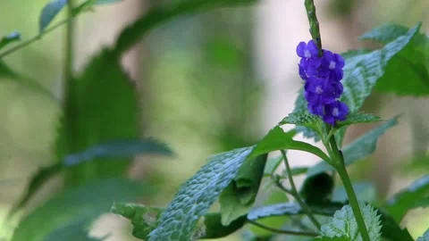 Bright blue wildflower Stock Footage 196682491
