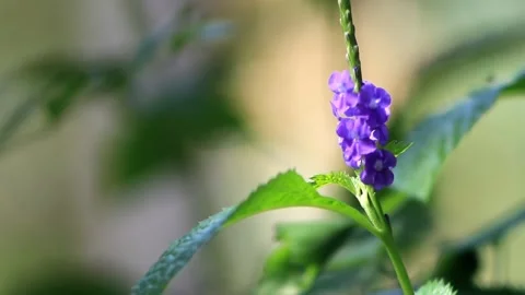 Bright blue wildflower Stock Footage 196682519