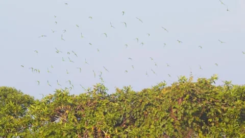 Bright blue winged Parrots form a flock in flight across the rainforest sky Stock Footage 307496686