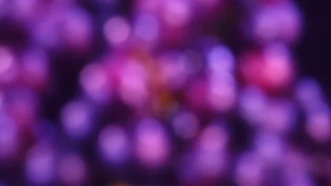 Bright blur background with unfocused bunch of red grapes in 4K Видео 78506561