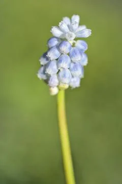 Bright blurry closeup view of single spring light blue muscari (Grape hyacinth) Stock Photos
