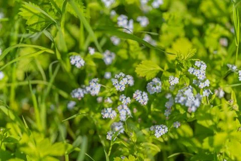 Bright botanical backdrop for eco visuals showing scattered tiny blue bloom.. Stock Photos