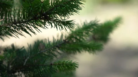 Bright branch of pine needles in fall forest. Fluffy pine tree branch in Stock Footage 116879133