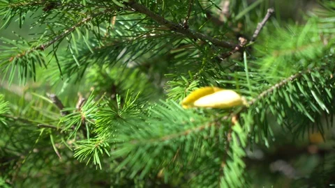 Bright branch of pine needles in fall forest. Fluffy pine tree branch in Stock Footage 116879529