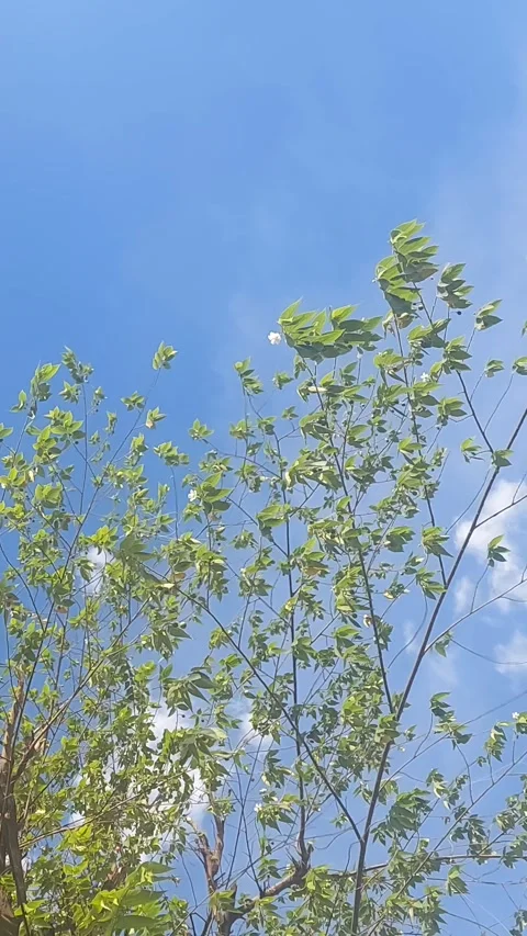 Bright Branches and Twigs, Vertical Stock Footage 307755984