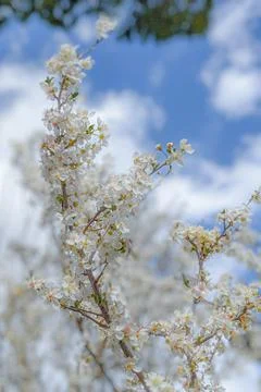 Bright branches in blooming Foto stock