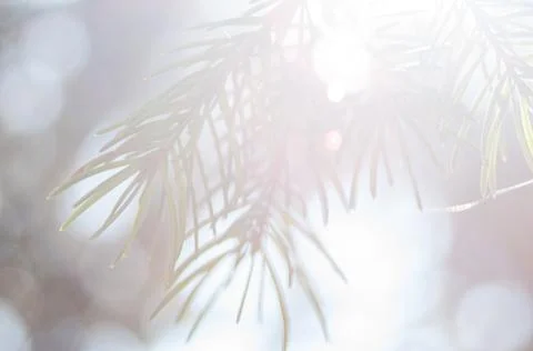 Bright branches of pine on sunlight Stock Photos