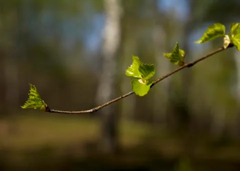 Bright branches in the sunlight Stock Photos