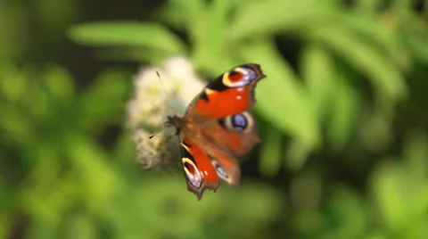 Bright butterfly and flower. Stock Footage 65769001