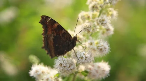 Bright butterfly and flower. Stock Footage 65770557