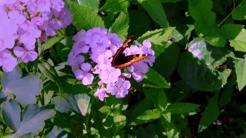 Bright butterfly on delicate pink carnation flowers on sunny day in garden Stock Footage 246044559