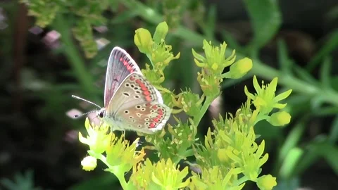 Bright butterfly on a flower 스톡 동영상 106266872