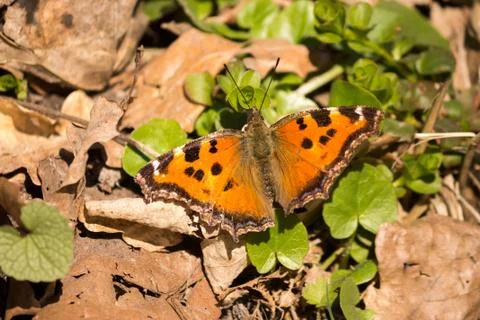 Bright butterfly Stock Photos