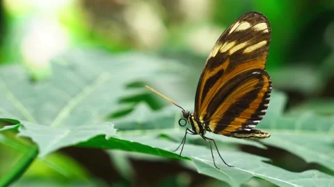 Bright Butterfly Rests On Leaf Stock Footage 312224747