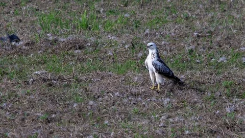 Bright buzzard (buteo buteo)  in the field - wildlife - UHD 4K Stock Footage 82400906